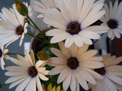 c0085098_1018082.gif
