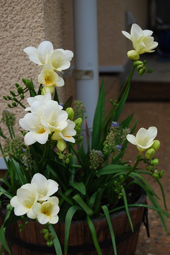 c0124100_166745.jpg