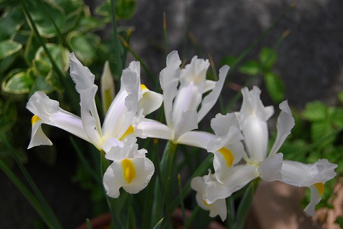 c0124100_169735.jpg
