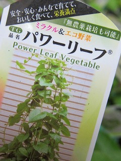 「パワーリーフ」 ミラクルエコ野菜~苗入荷のお知らせ~_f0117900_23474394.jpg