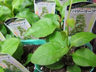 「パワーリーフ」 ミラクルエコ野菜~苗入荷のお知らせ~_f0117900_23485580.jpg