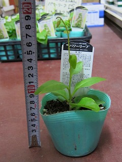 「パワーリーフ」 ミラクルエコ野菜~苗入荷のお知らせ~_f0117900_23492054.jpg