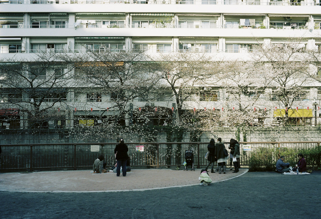 ２０１０、目黒川の桜、その７。_c0120903_0515054.jpg