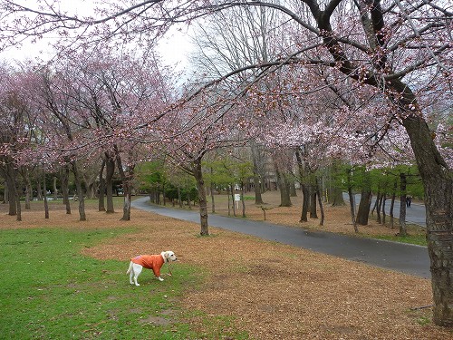 梅も桜も♪_f0082103_15105319.jpg