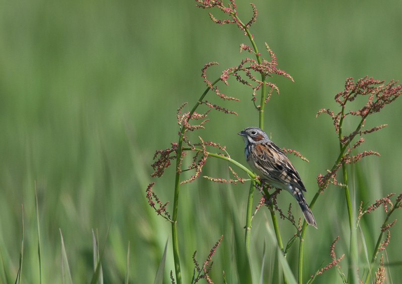 ＧＷの鳥撮り　４_f0231403_2122356.jpg