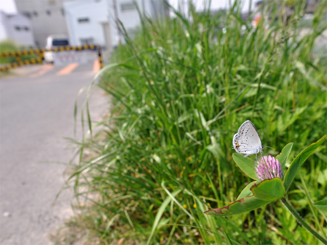 銀一文字(2010/05/05)_b0159904_237969.jpg