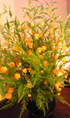 c0180209_1313740.jpg