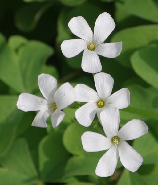 白い花 花ありて 日々 白い花 花ありて 日々
