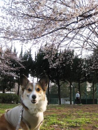 桜の季節　2010　①_f0155118_7231026.jpg