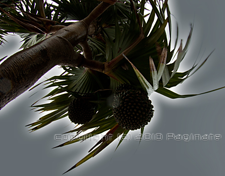 c0174019_10573716.jpg