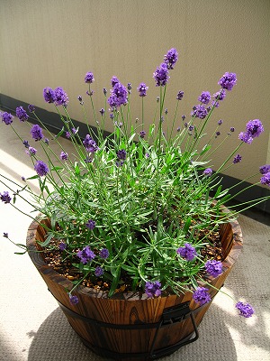 ラベンダーの鉢植え Remiの部屋 ラベンダーの鉢植え Remiの部屋