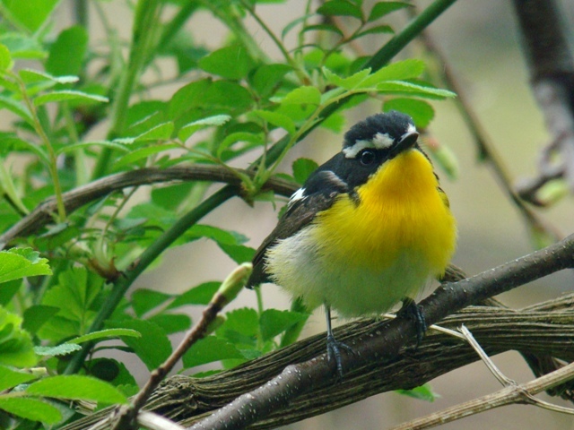 2010年５月４日　飛島の渡り鳥シリーズ　「　マミジロキビタキ　・　キビタキ　」　in Yamagata_d0129921_0104873.jpg