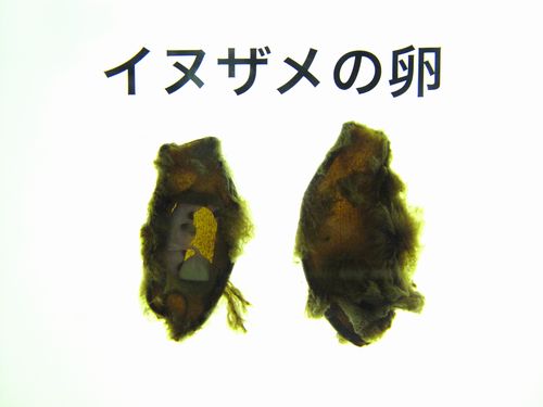 a0022024_1844647.jpg