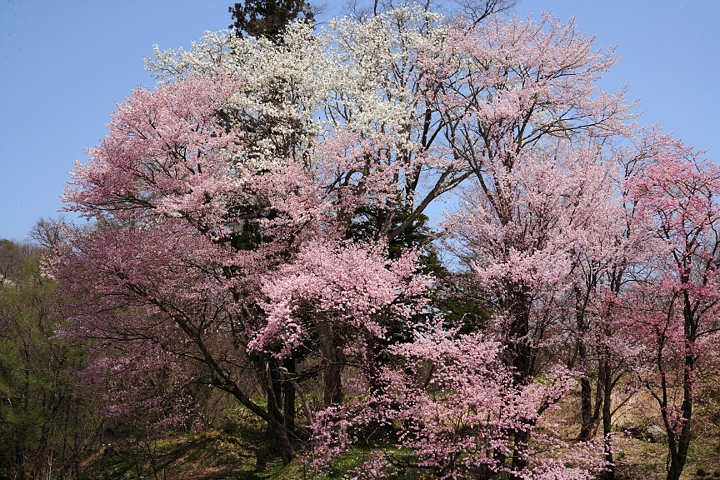 花便り　GW.が終わったら　春色に染まった会津高原　尾瀬便りのオマケ付き_d0012134_17463946.jpg