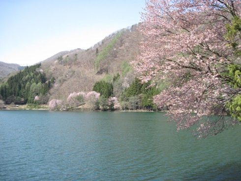 中綱湖の桜_b0140235_20554031.jpg