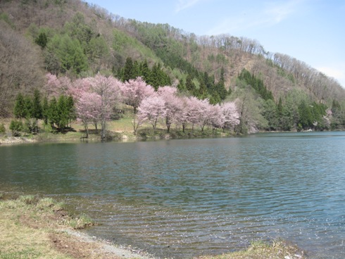 中綱湖の桜_b0140235_210292.jpg
