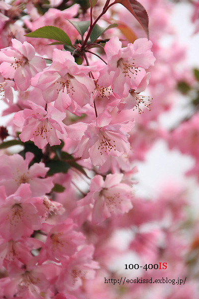 《花》　花海棠　18-270mm　（川口グリーンセンター）_c0080036_23523948.jpg