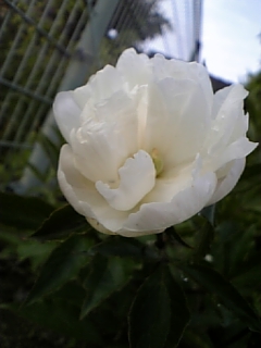 c0036138_2145531.jpg