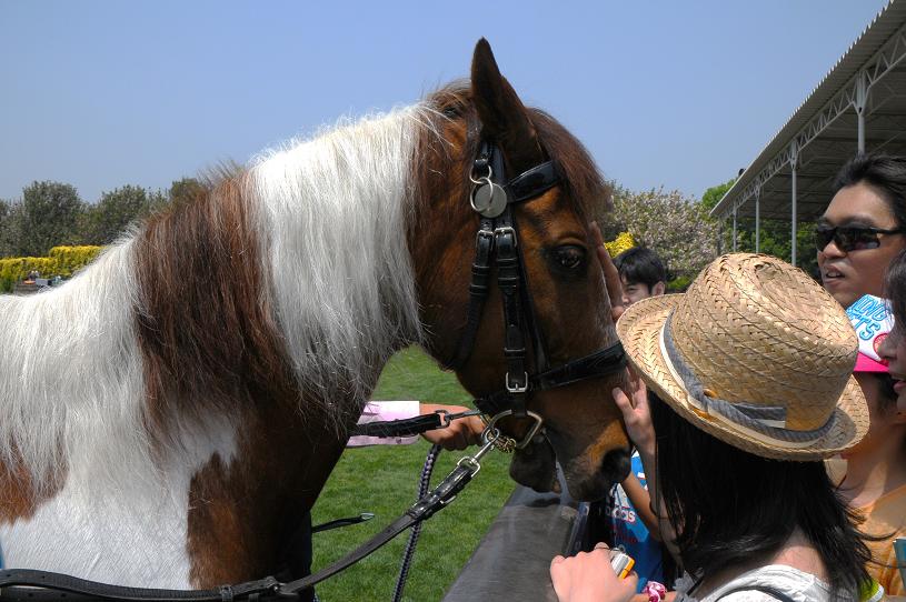 JRA HORSE SHOW_e0095142_1945525.jpg