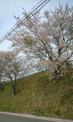 桜_f0130444_120990.jpg