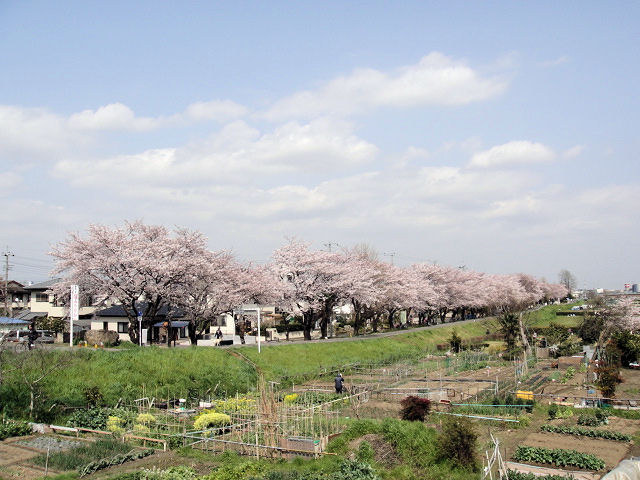 つつじの季節に桜が満開！_b0136045_263217.jpg