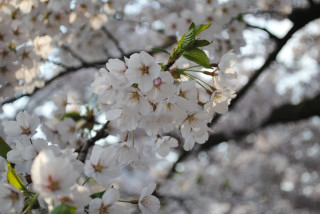 弘前　～桜の旅～_f0119255_751372.jpg