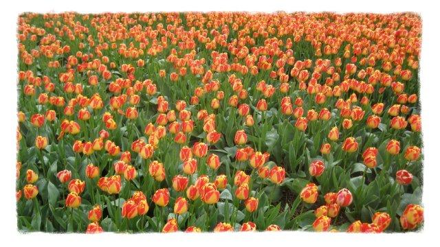 Dutch tulips to the fighter_c0157558_0341485.jpg