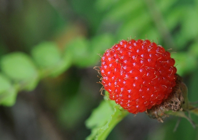 a0016161_17555480.jpg