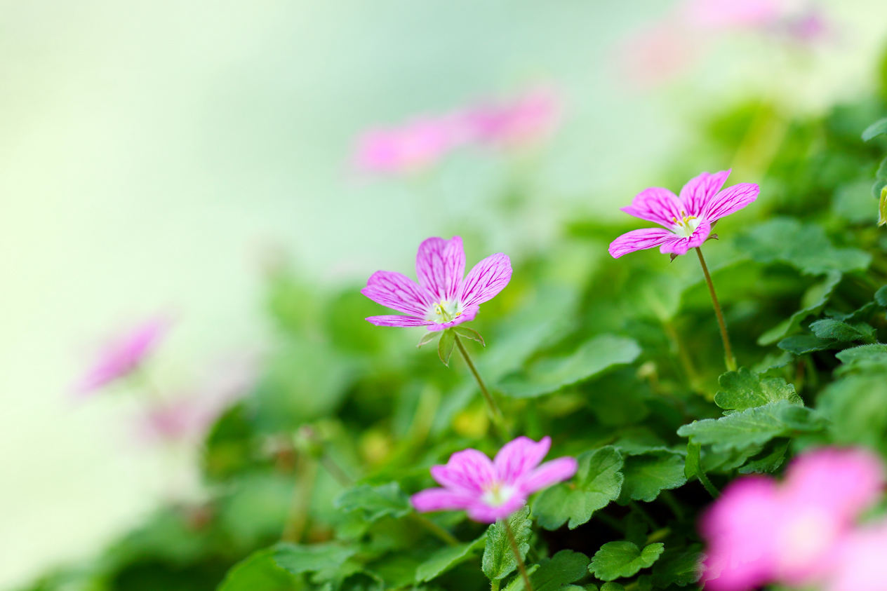 可憐な花たち 旅の途中で