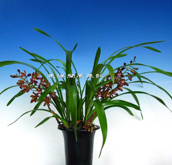 キンリョウヘン原種 月章 花4付 キンリョウヘン原種 月章 花4付