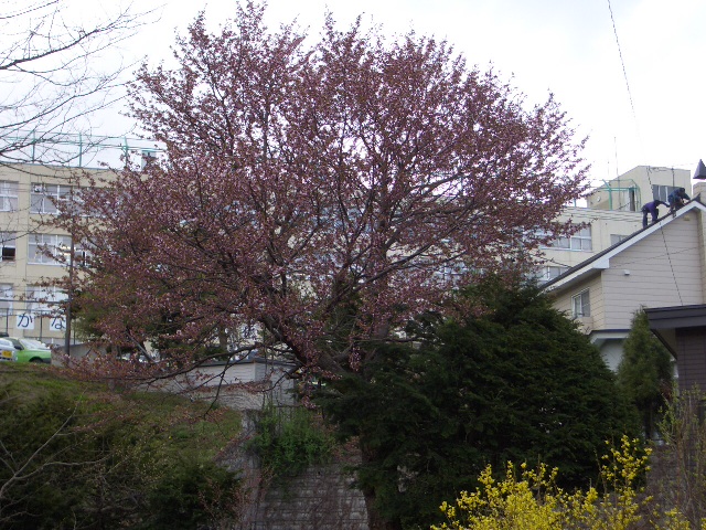 d0098665_19242624.jpg