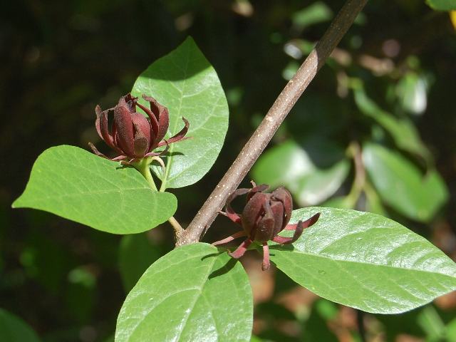 黒花蝋梅 クロバナロウバイ 新 四季の花