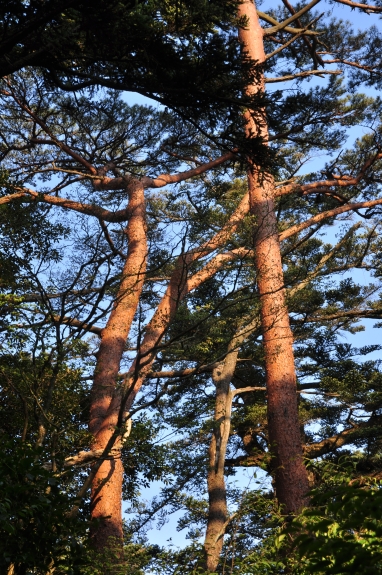 モコの本格的な登山デビュー ～大浪池周回　②周回コース～_e0013365_7402365.jpg