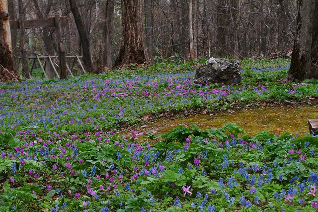 春の妖精≪ヒメギフチョウ≫が舞う北邦野草園_f0000866_8482356.jpg