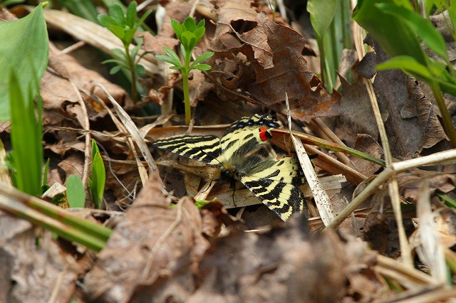 春の妖精≪ヒメギフチョウ≫が舞う北邦野草園_f0000866_8492761.jpg