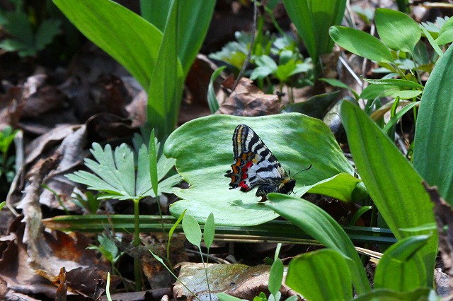 春の妖精≪ヒメギフチョウ≫が舞う北邦野草園_f0000866_8494614.jpg