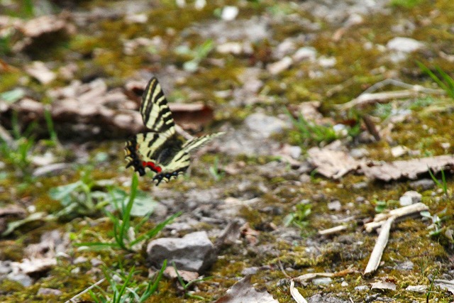 春の妖精≪ヒメギフチョウ≫が舞う北邦野草園_f0000866_84953.jpg