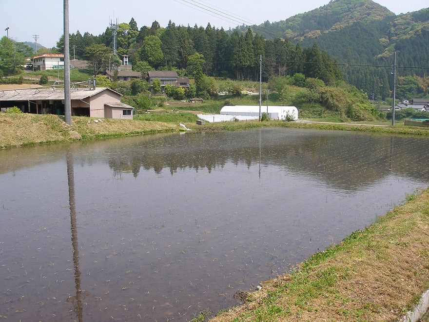 田植え_b0039170_21173632.jpg