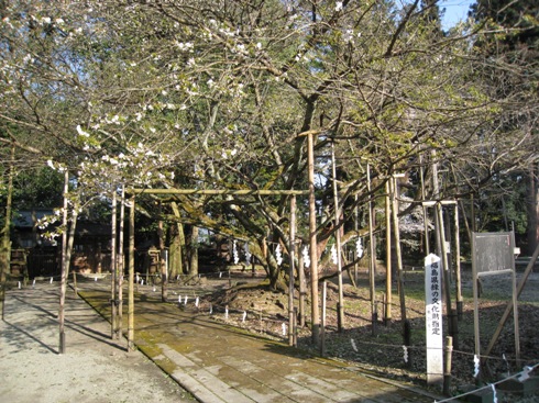 伊佐須美神社②~薄墨桜_a0087378_4372933.jpg