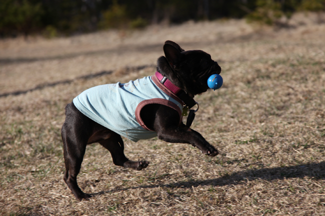 大きな犬に囲まれて_c0154581_1613924.jpg