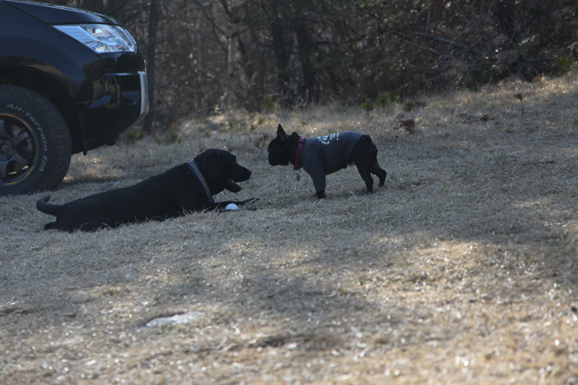 大きな犬に囲まれて_c0154581_16273262.jpg