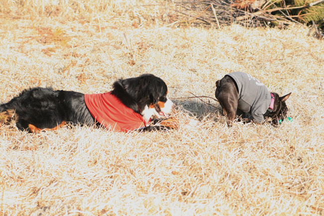 大きな犬に囲まれて_c0154581_1636032.jpg