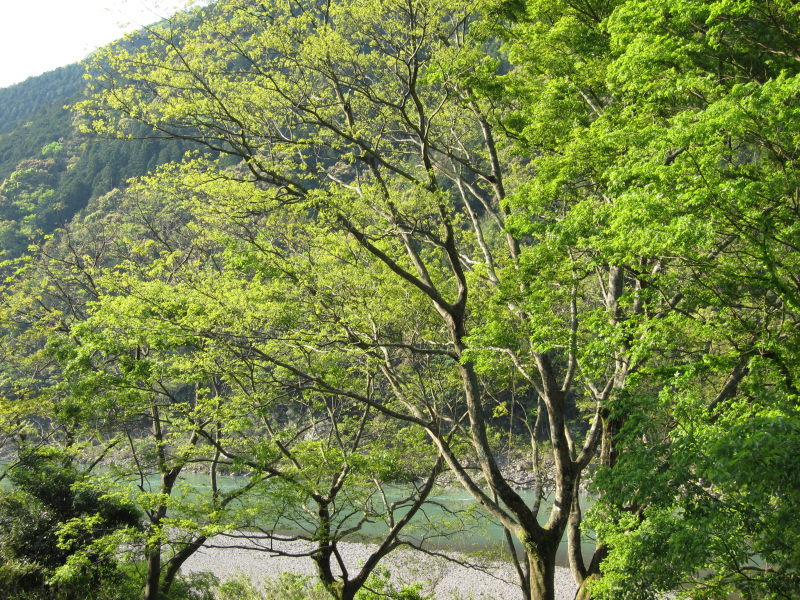 四万十川の清流と原風景に魅せられて①－いざ四万十へ！！_e0138081_17554686.jpg