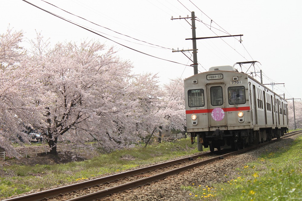 桜と電車_a0152184_045181.jpg