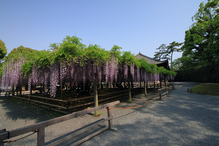 平等院_e0051888_3444838.jpg