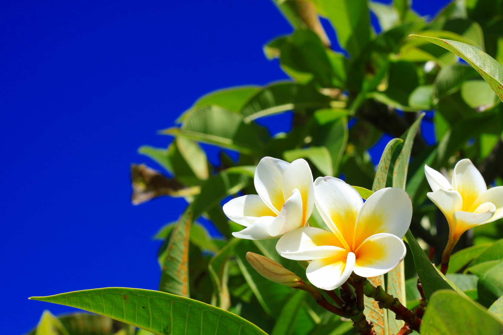 フランジパニに魅せられて ウミブロ By Yamato