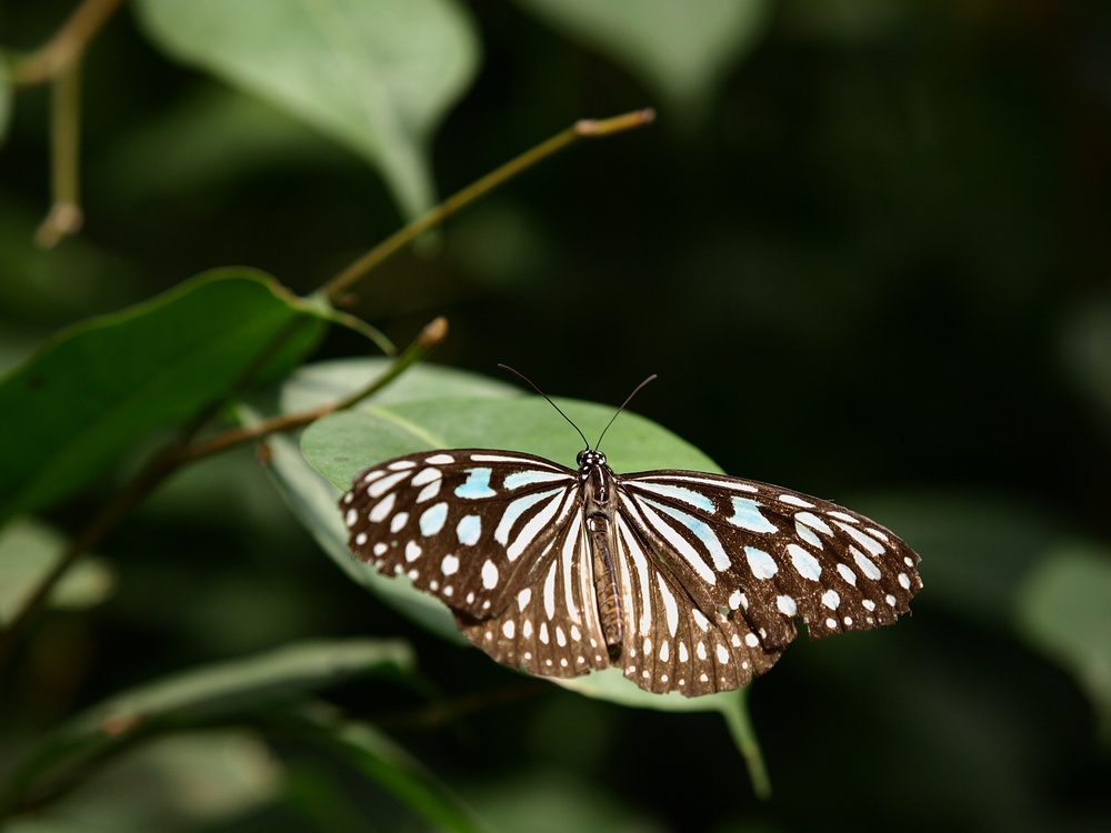 「箕面公園昆虫館 その2」_a0133692_0263858.jpg
