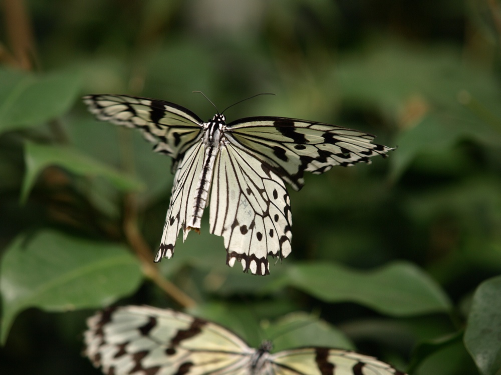 「箕面公園昆虫館 その2」_a0133692_0302554.jpg