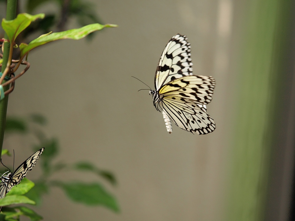 「箕面公園昆虫館 その2」_a0133692_034384.jpg