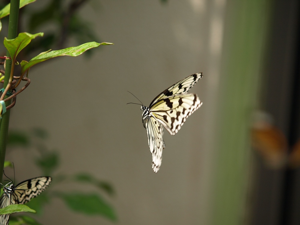 「箕面公園昆虫館 その2」_a0133692_0353370.jpg